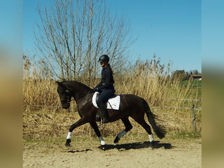 Lusitanien Hongre 4 Ans 163 cm Noir in Irschenberg