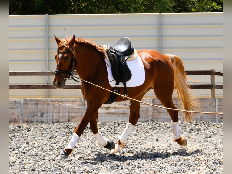 Lusitanien Croisé Hongre 4 Ans 164 cm Alezan in Silves