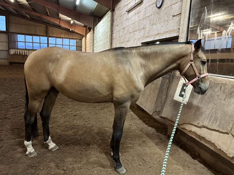 Lusitanien Hongre 4 Ans 164 cm Isabelle in Rodenbach