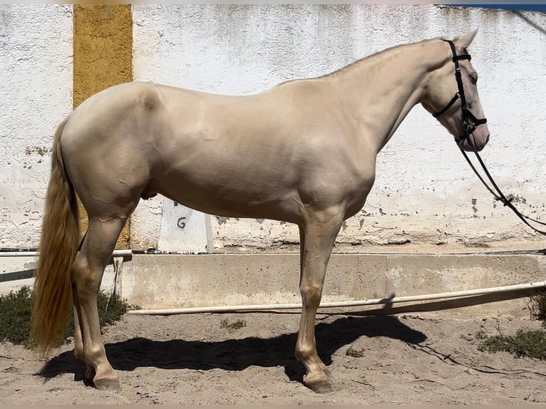 Lusitanien Hongre 4 Ans 165 cm Cremello in Cartagena