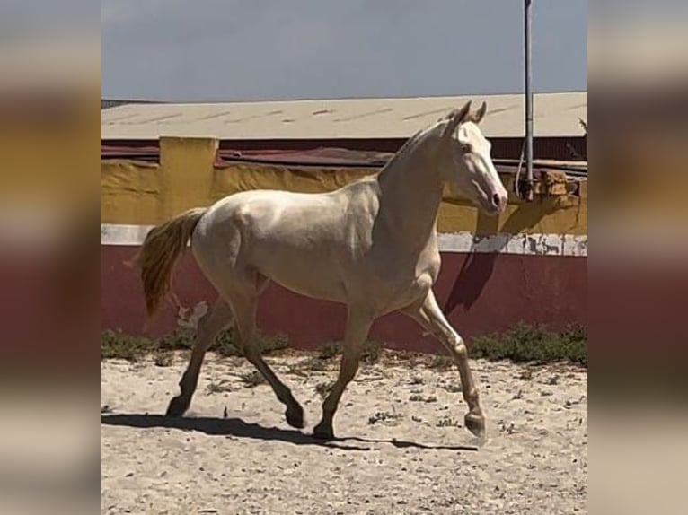 Lusitanien Hongre 4 Ans 165 cm Cremello in Cartagena