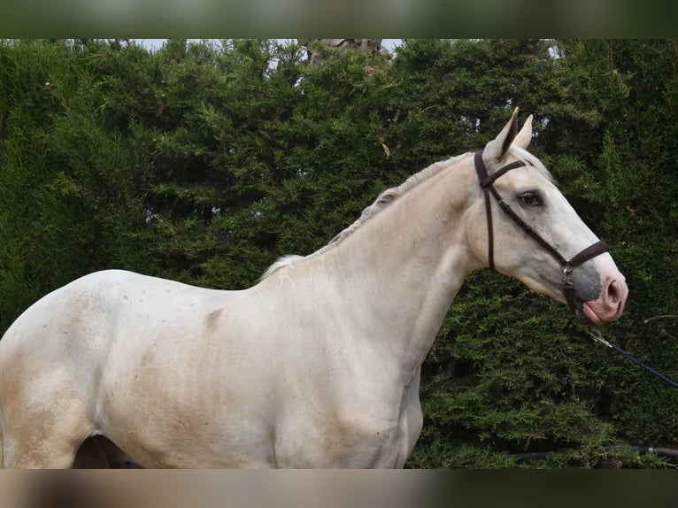 Lusitanien Hongre 4 Ans 165 cm Palomino in Provinz Malaga