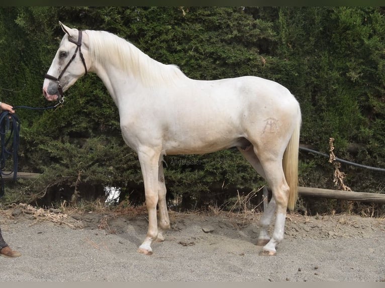 Lusitanien Hongre 4 Ans 165 cm Palomino in Provinz Malaga