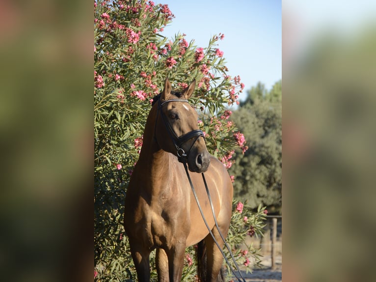 Lusitanien Hongre 4 Ans 166 cm Buckskin in Luzern