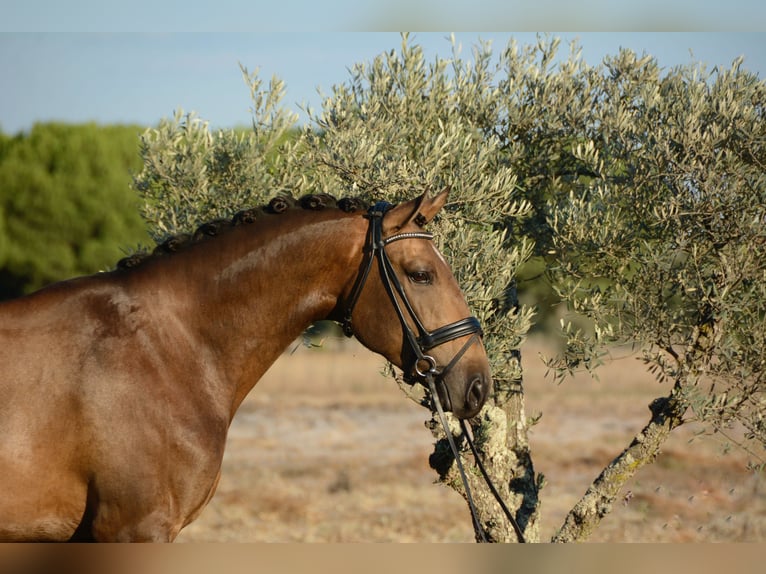 Lusitanien Hongre 4 Ans 166 cm Buckskin in Luzern