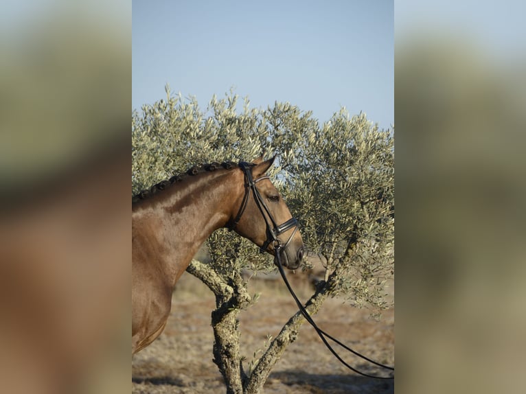 Lusitanien Hongre 4 Ans 166 cm Buckskin in Luzern