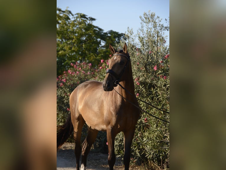 Lusitanien Hongre 4 Ans 166 cm Buckskin in Luzern