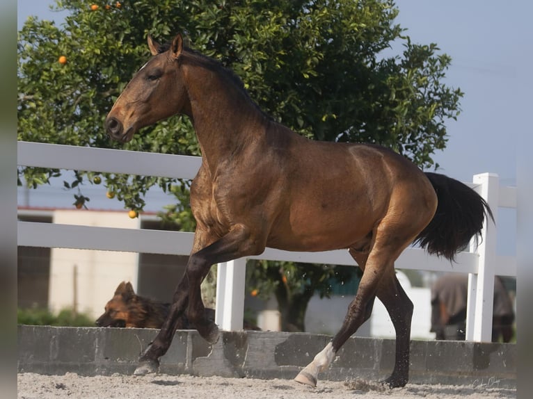Lusitanien Hongre 4 Ans 166 cm Buckskin in Luzern