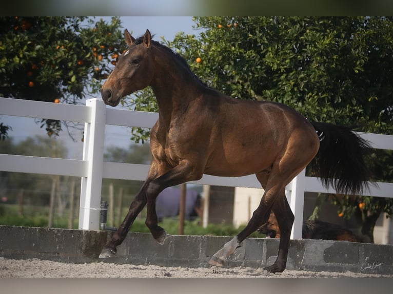Lusitanien Hongre 4 Ans 166 cm Buckskin in Luzern