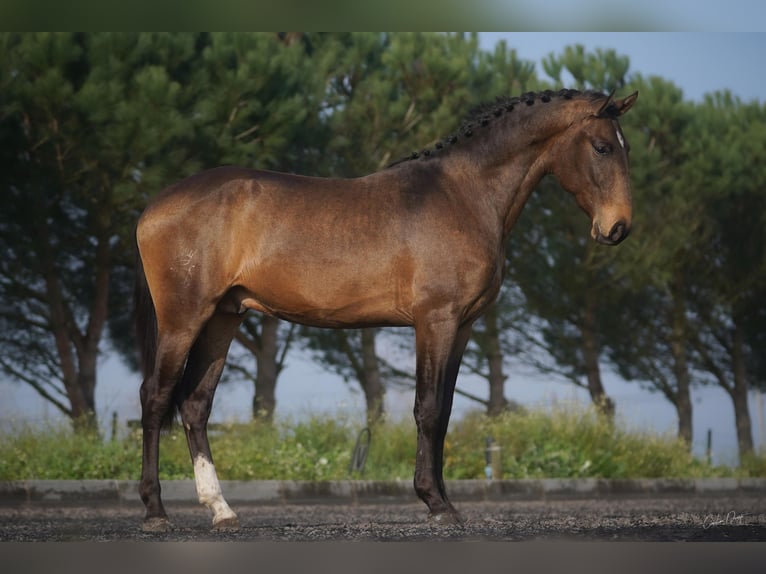 Lusitanien Hongre 4 Ans 166 cm Buckskin in Luzern