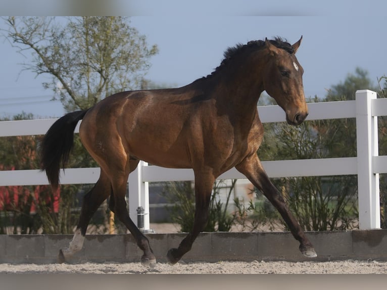 Lusitanien Hongre 4 Ans 166 cm Buckskin in Luzern