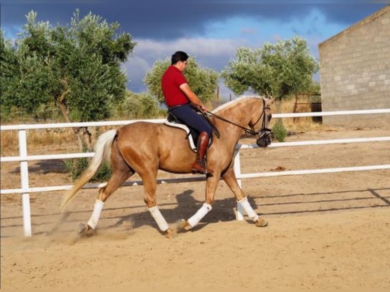 Lusitanien Hongre 4 Ans 168 cm Palomino in Navalcan