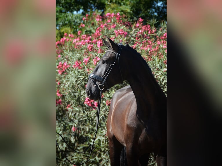 Lusitanien Hongre 4 Ans 170 cm Noir in Grândola