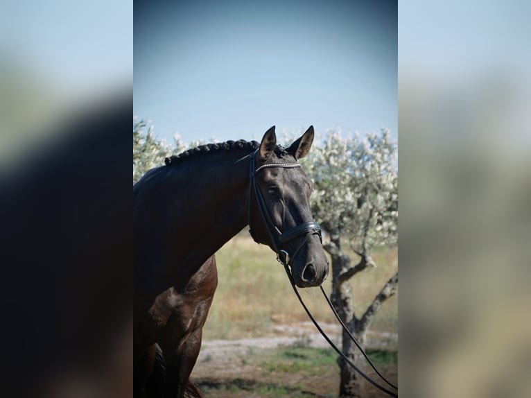 Lusitanien Hongre 4 Ans 170 cm Noir in Grândola