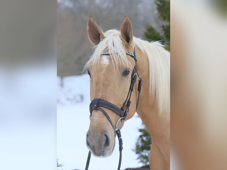 Lusitanien Hongre 4 Ans 170 cm Palomino in Teldau