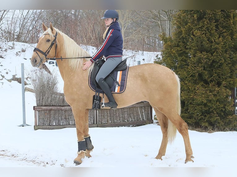 Lusitanien Hongre 4 Ans 170 cm Palomino in Teldau