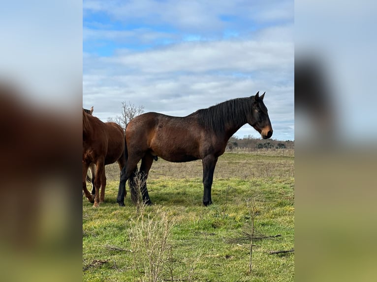 Lusitanien Hongre 4 Ans Bai brun in Valdevacas Y Guijar