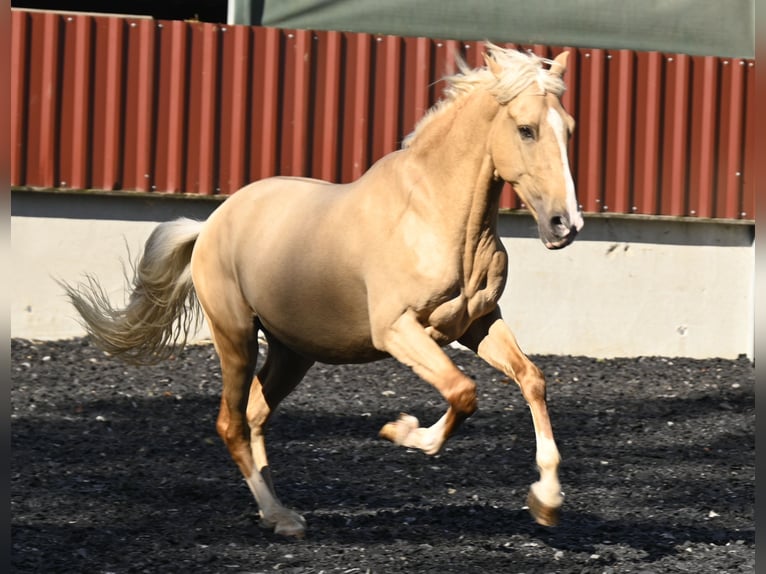 Lusitanien Croisé Hongre 4 Ans in Küssaberg