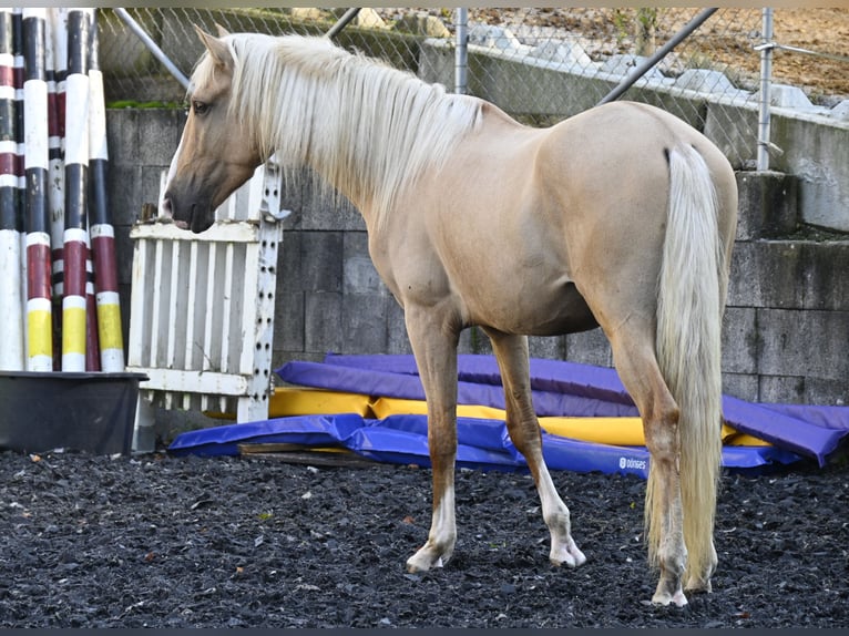 Lusitanien Croisé Hongre 4 Ans in Küssaberg