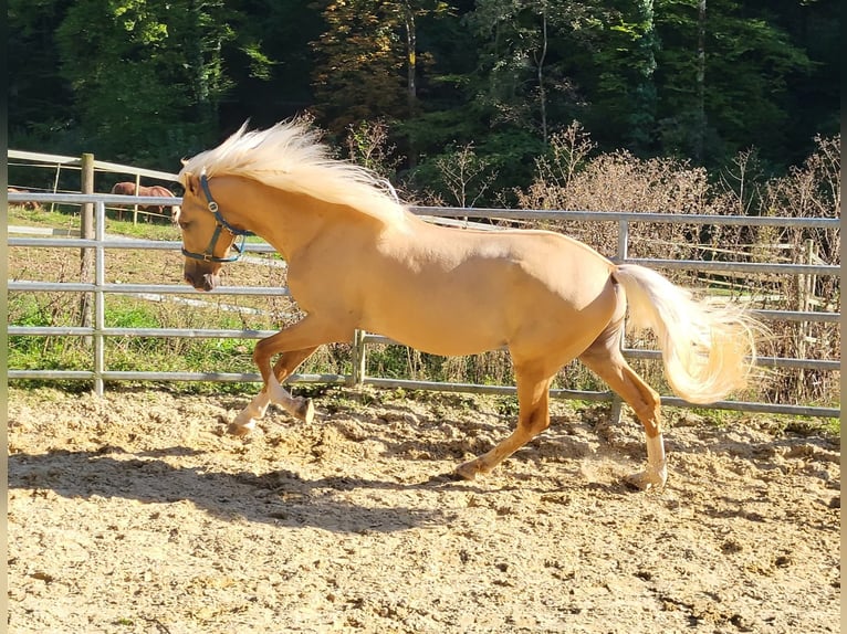 Lusitanien Croisé Hongre 4 Ans in Küssaberg