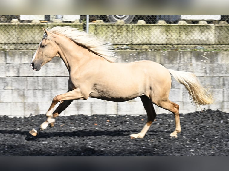 Lusitanien Croisé Hongre 4 Ans in Küssaberg