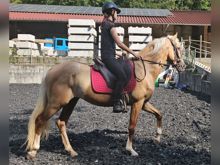 Lusitanien Croisé Hongre 4 Ans in Küssaberg