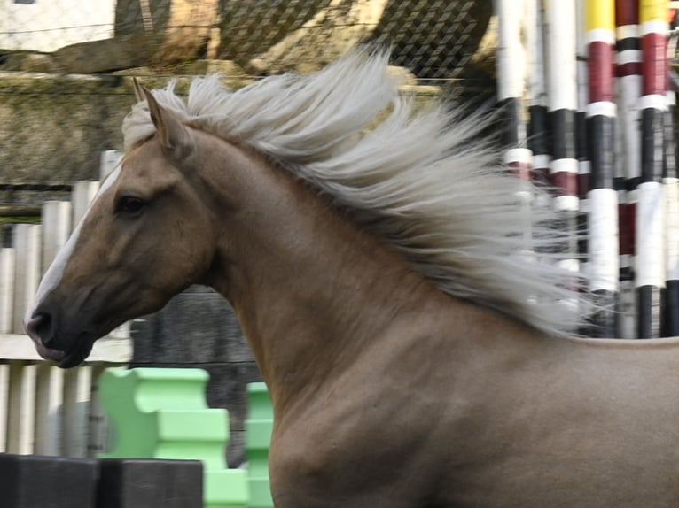 Lusitanien Croisé Hongre 4 Ans in Küssaberg