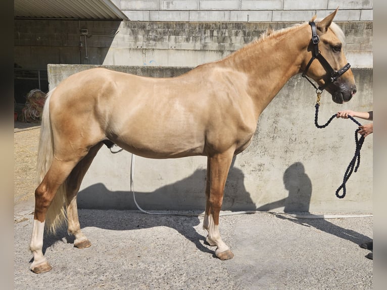 Lusitanien Croisé Hongre 4 Ans in Küssaberg