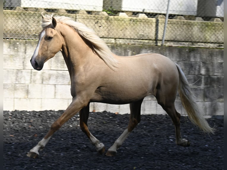 Lusitanien Croisé Hongre 4 Ans in Küssaberg