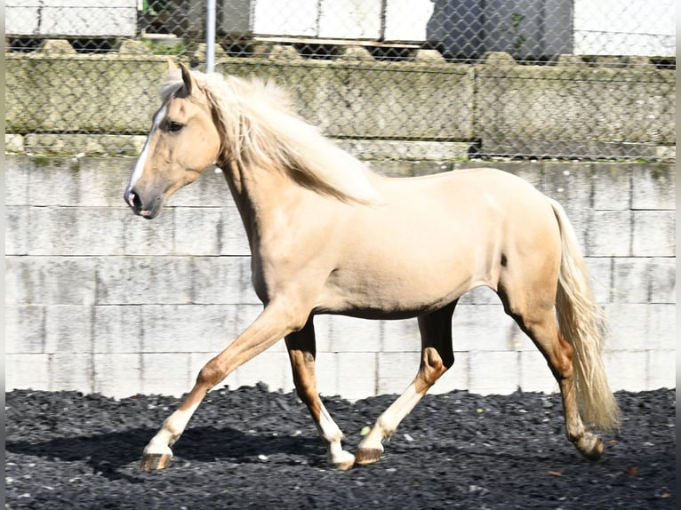 Lusitanien Croisé Hongre 4 Ans in Niederzier