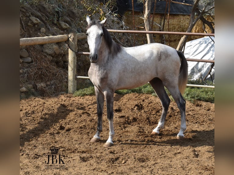 Lusitanien Croisé Hongre 4 Ans Gris in Tabernas Almeria