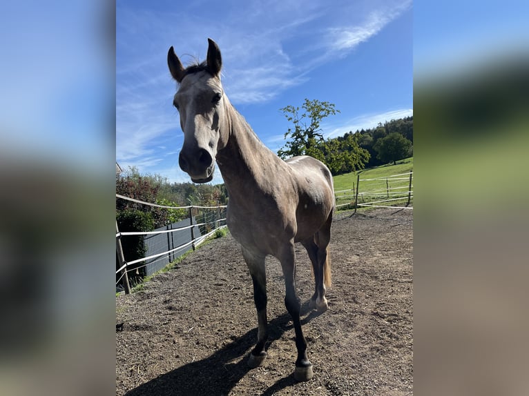 Lusitanien Hongre 5 Ans 150 cm Gris in Braunau