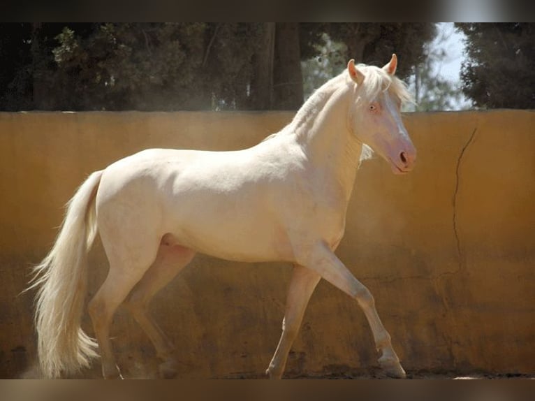 Lusitanien Croisé Hongre 5 Ans 150 cm Perlino in Mijas