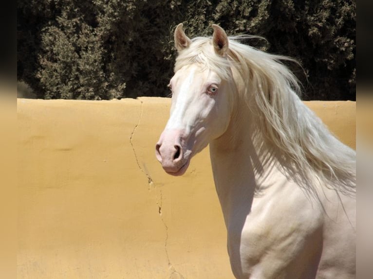 Lusitanien Croisé Hongre 5 Ans 150 cm Perlino in Mijas