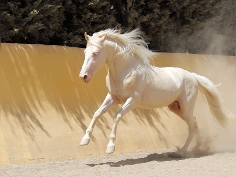 Lusitanien Croisé Hongre 5 Ans 150 cm Perlino in Mijas