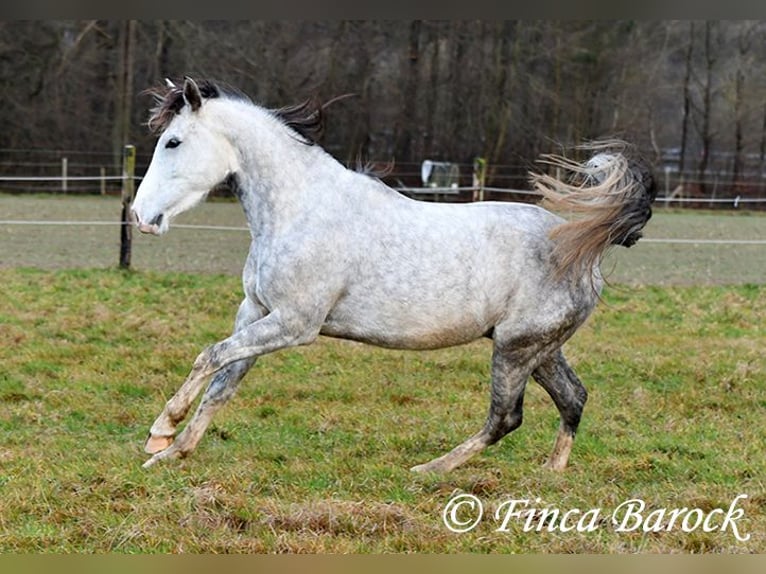 Lusitanien Hongre 5 Ans 154 cm Gris in Wiebelsheim