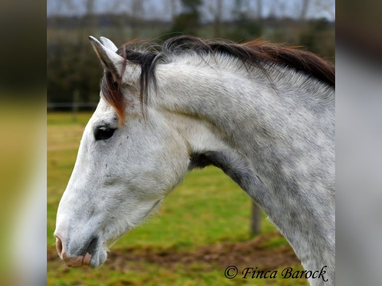 Lusitanien Hongre 5 Ans 154 cm Gris in Wiebelsheim