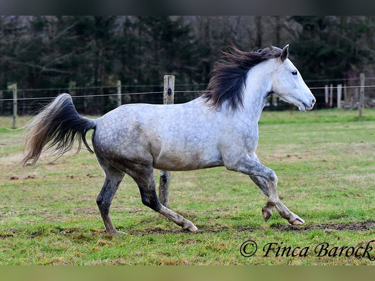 Lusitanien Hongre 5 Ans 154 cm Gris in Wiebelsheim