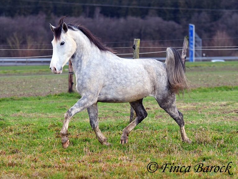 Lusitanien Hongre 5 Ans 154 cm Gris in Wiebelsheim