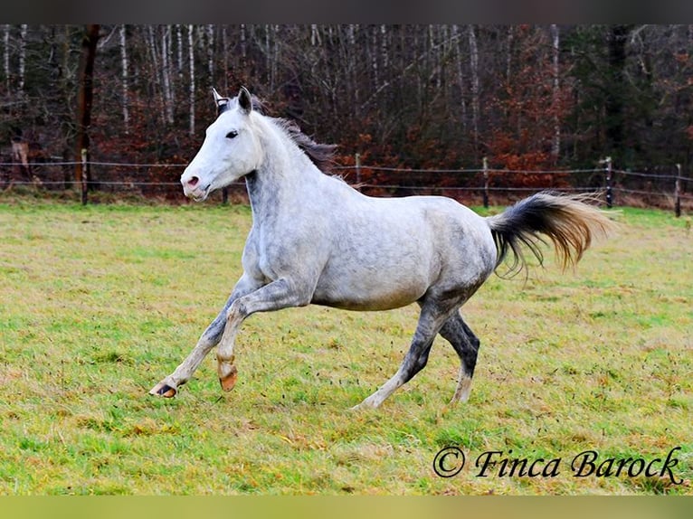 Lusitanien Hongre 5 Ans 154 cm Gris in Wiebelsheim