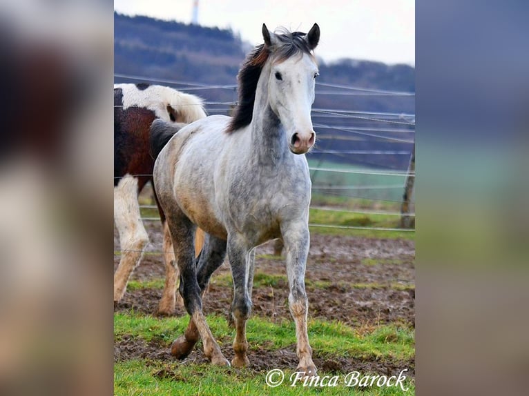 Lusitanien Hongre 5 Ans 154 cm Gris in Wiebelsheim