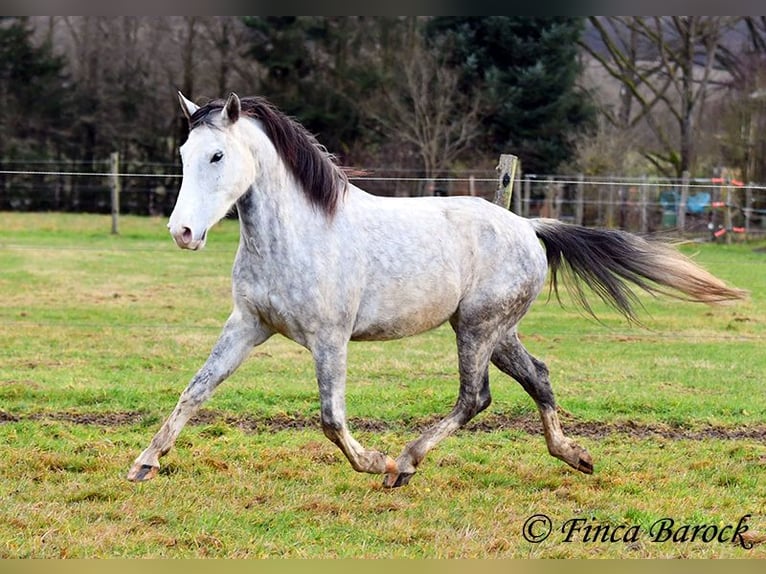 Lusitanien Hongre 5 Ans 154 cm Gris in Wiebelsheim