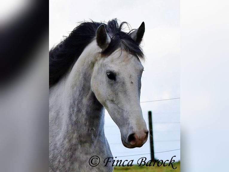 Lusitanien Hongre 5 Ans 154 cm Gris in Wiebelsheim