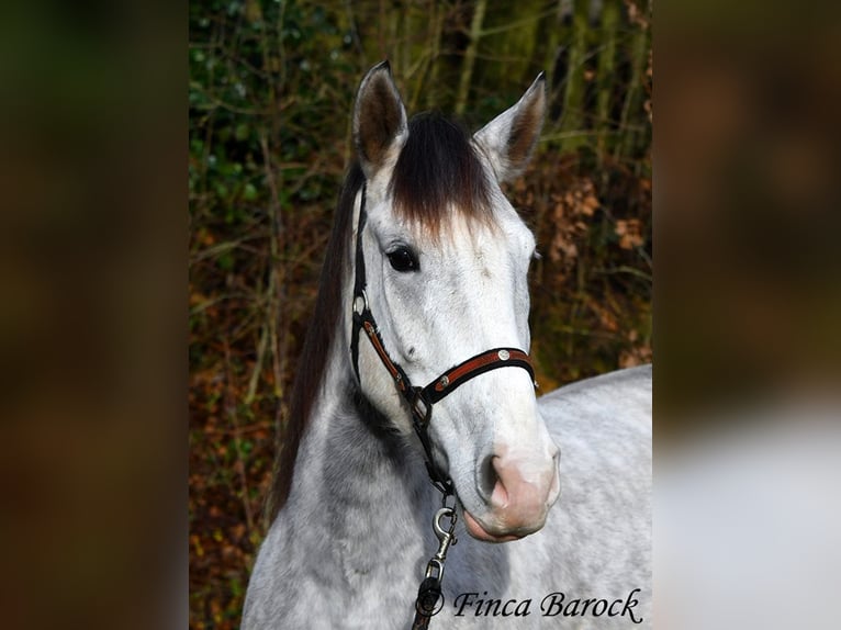 Lusitanien Hongre 5 Ans 154 cm Gris in Wiebelsheim