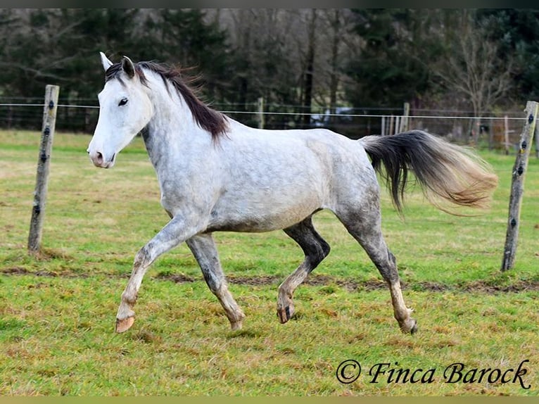 Lusitanien Hongre 5 Ans 154 cm Gris in Wiebelsheim