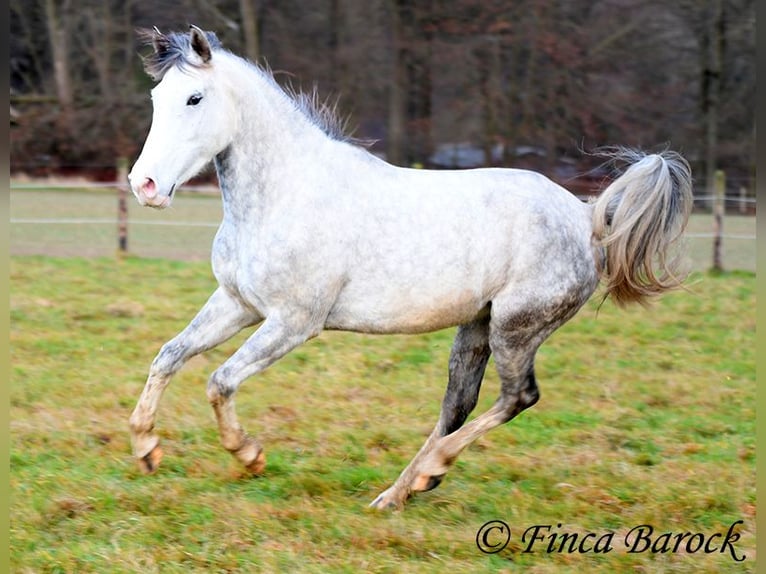 Lusitanien Hongre 5 Ans 154 cm Gris in Wiebelsheim