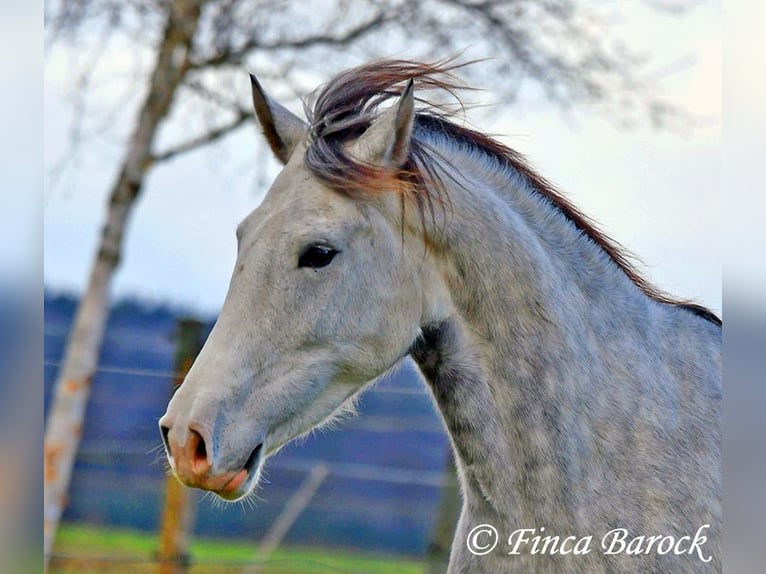 Lusitanien Hongre 5 Ans 154 cm Gris in Wiebelsheim