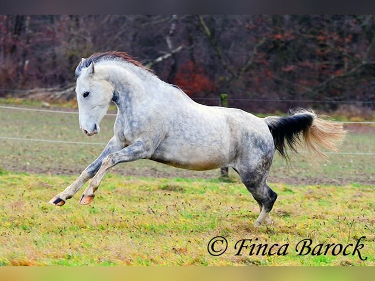 Lusitanien Hongre 5 Ans 154 cm Gris in Wiebelsheim