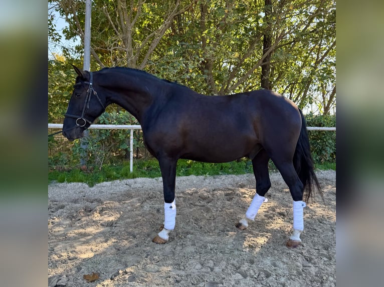 Lusitanien Hongre 5 Ans 155 cm Noir in Lansargues Lusitanien Hongre 5 Ans 155 cm Noir in Lansargues