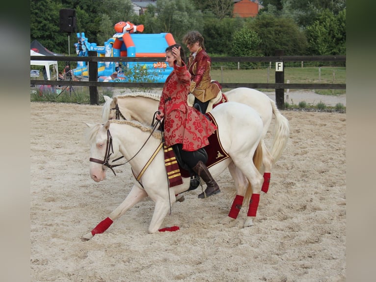 Lusitanien Hongre 5 Ans 157 cm Cremello in lessines
